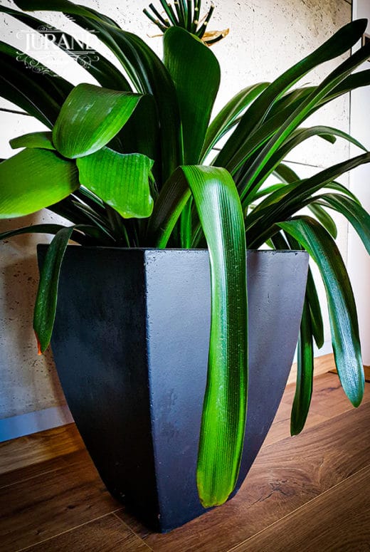 2057 Donica Aplo Duża